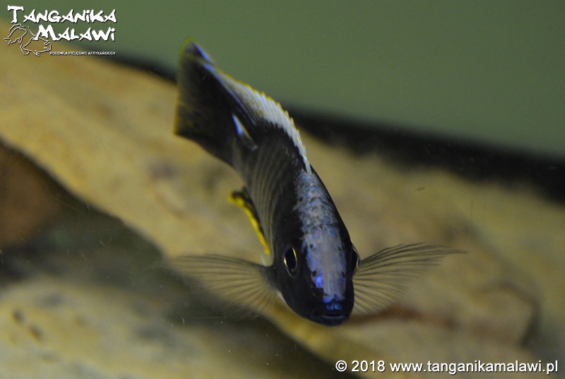 Aulonocara kandeense 'Kande Island'